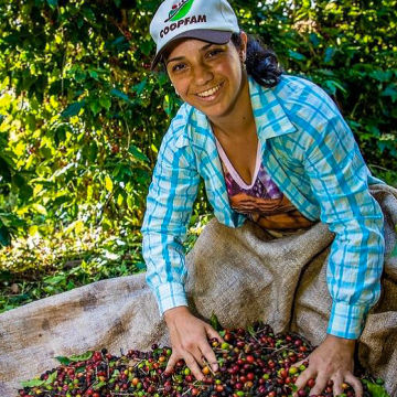 A Brazilian woman harvesting coffee